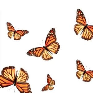 Meet your Posher, Devin